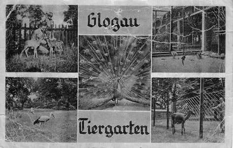Tiergarten Glogau