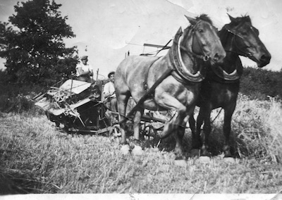 Kleinschwein Opa Schweidler